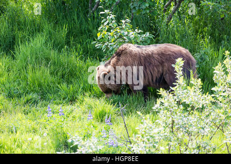 Un Alaskan orso bruno alimentare sull'erba Foto Stock