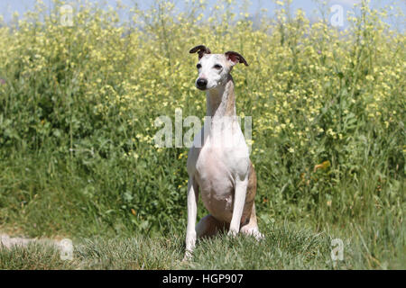 Cane Whippet (Inglese Greyhound miniatura) adulto seduto in un prato Foto Stock