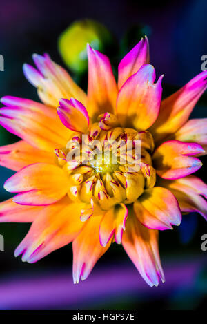 Arte still life floreali fiore macro ritratto di un colorato singolo isolato blooming aprire star come Dahlia Fiore e un bocciolo in vivid pop art paint Foto Stock