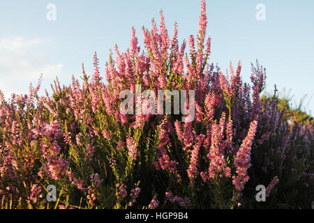 Erica comune o Ling Calluna vulgaris Comune di Rockford New Forest National Park Hampshire REGNO UNITO Inghilterra Agosto 2012 Foto Stock