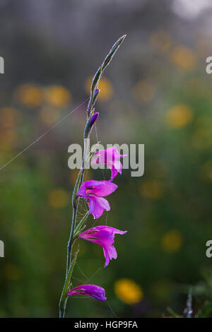 Campo gladiolus Gladiolus italicus flower spike coperto di rugiada e umidità dalla nebbia di drifting Quinta do Barranco da Estrada Portogallo Foto Stock