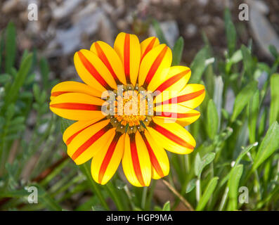 Vibrante di rosso e di giallo Gazania sbocciare dei fiori con esclusivo striped lascia circondato da foglie verdi in Western Australia. Foto Stock