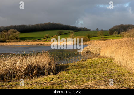 Canneti a Leighton Moss vicino Silverdale Lancashire Foto Stock