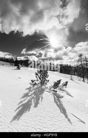 Retroilluminazione nella stagione invernale. Raggi di luce su Pinus mugo albero e neve. Le Dolomiti. Italia, Europa. Foto Stock