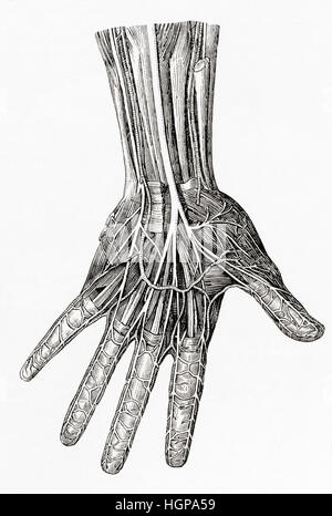 Schema che illustra i nervi della mano umana. Da Meyers lessico, pubblicato 1924. Foto Stock