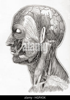 Schema che illustra i nervi superficiali dell umana della testa e del collo. Da Meyers lessico, pubblicato 1924. Foto Stock