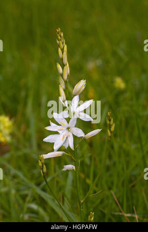 San Bernardo lily Anthericum liliago Ossoue Valley Parco Nazionale dei Pirenei Francia Foto Stock