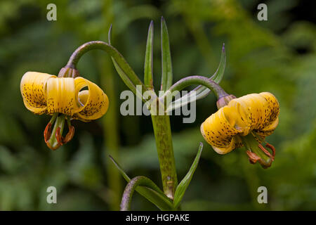 Giallo della turk-cap lily Lilium pyrenaicum close-up di fiori Vallee d'Arrens vicino Arrens Marsous Hautes Pirenei Parco Nazionale dei Pirenei Francia Foto Stock