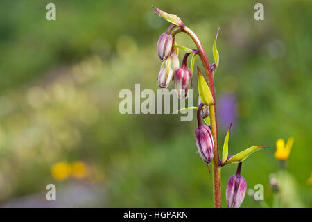 Giglio Martagon Lilium martagon sulla banca stradale Hautes Pirenei Parco Nazionale dei Pirenei Francia Foto Stock