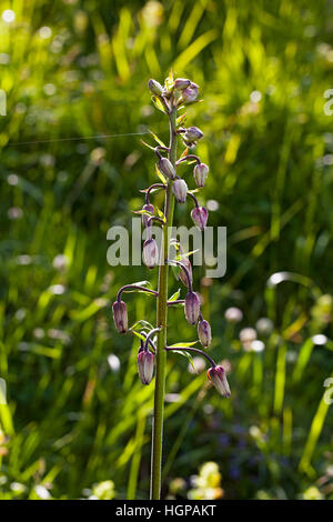 Giglio Martagon Lilium martagon sulla banca stradale Hautes Pirenei Parco Nazionale dei Pirenei Francia Foto Stock