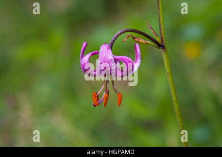 Giglio Martagon Lilium martagon sulla banca stradale Hautes Pirenei Parco Nazionale dei Pirenei Francia Foto Stock