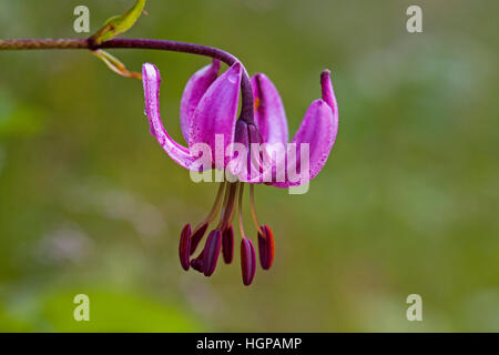 Giglio Martagon Lilium martagon sulla banca stradale Hautes Pirenei Parco Nazionale dei Pirenei Francia Foto Stock