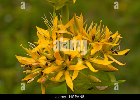 Grande genziana lutea Gentiana close-up di fiori di testa Vallee d'Arrens vicino Arrens Marsous Hautes Pirenei Parco Nazionale dei Pirenei Francia Foto Stock