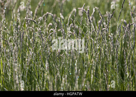 Inizio Rugiada di mattina su erbe in acqua prati Ringwood Hampshire England Regno Unito Foto Stock