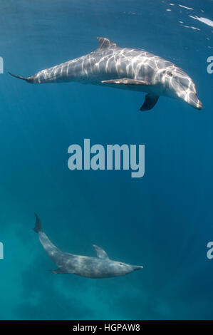 Due Indo-Pacifico Delfino tursiope (Tursiops aduncus) stanno giocando accanto alla superficie nelle limpide acque blu del Mar Rosso. Foto Stock