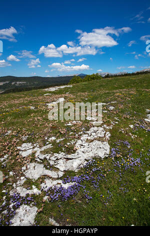 Mascherino globularia Globularia cordifolia e montagna rene-veccia Anthyllis montana cresce su rocce calcaree Montagne de Beurre vicino Col de Beurre V Foto Stock