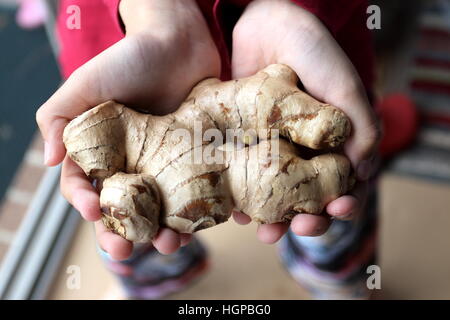 Vicino la mano che regge lo zenzero o noto come Zingiber officinale in mano Foto Stock