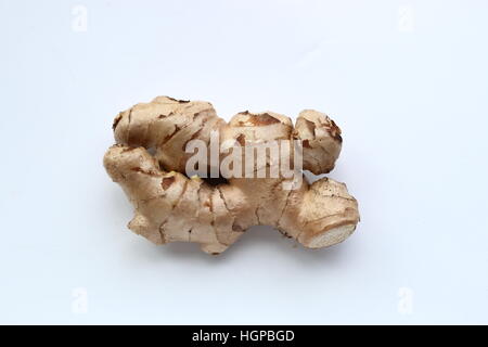 Lo zenzero o noto come Zingiber officinale Foto Stock