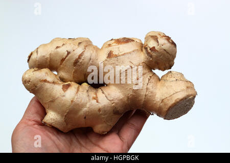 Close up di zenzero o noto come Zingiber officinale isolato Foto Stock