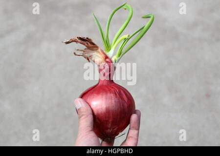 Cipolle spagnolo con nuovi germogli germogliatura Foto Stock