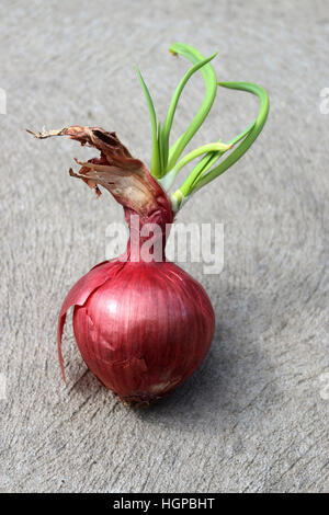 Cipolle spagnolo con nuovi germogli germogliatura Foto Stock