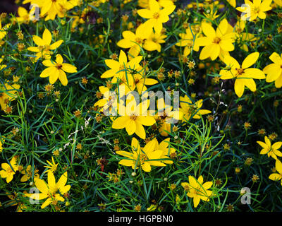 Coreopsis verticillata 'Zagabria' - whorled tickseed Foto Stock