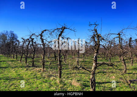 Albero appassito nel frutteto Foto Stock