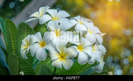 Il bianco e il giallo dei fiori di frangipani con foglie in background Foto Stock