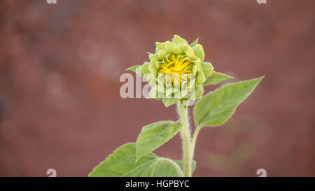 Il primo piano di un bel colore giallo girasole bud Foto Stock