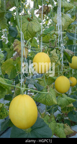 Melone giallo appeso su albero nel campo Foto Stock