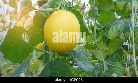 Melone giallo appeso su albero nel campo Foto Stock