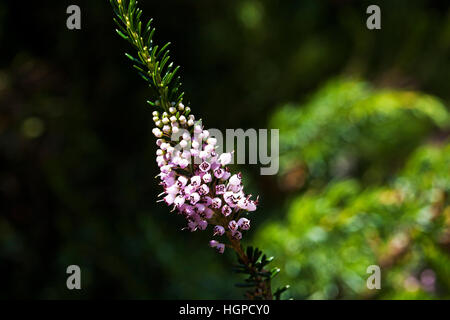Cornish heath Erica vagans Parco Nazionale dei Pirenei Francia luglio 2015 Foto Stock