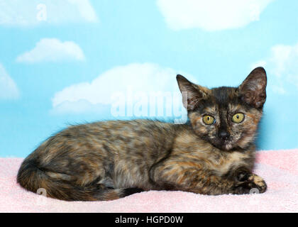 Otto settimane vecchio Torbie Tabby Kitten posa su una coperta rosa con cielo azzurro sfondo con nuvole. spazio copia Foto Stock