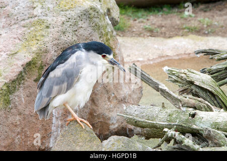 Nero coronato nitticora, nome scientifico Nycticorax nycticorax, seduti sulle rocce. Profilo laterale Foto Stock