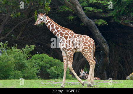 La giraffa camminando sul prato con arbusti e alberi di alto fusto in background, un altro giraffa in lontananza si vede tra i piedi del primario giraffe Foto Stock