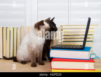 Siamese gattino con gli occhi blu seduta accanto al nero gattino con gli occhi verdi guardando intensamente in miniatura di tipo laptop computer. Libri in background. Co Foto Stock
