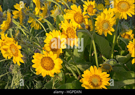 O02235-00...OREGON - Balsamroot e fioritura di lupino in un prato a Rowena Crest. Foto Stock