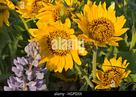 O02237-00...OREGON - Balsamroot e fioritura di lupino in un prato a Rowena Crest. Foto Stock