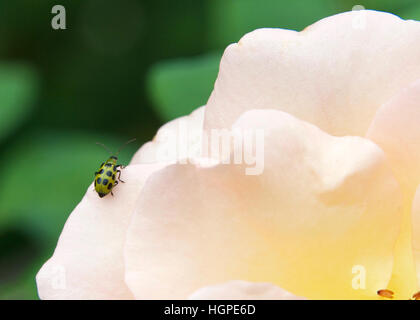 Un cetriolo maculato beetle, Diabrotica undecimpunctata, una forte produzione agricola di insetti parassiti del Nord America visto su una rosa. Nella forma adulta, mangia un Foto Stock