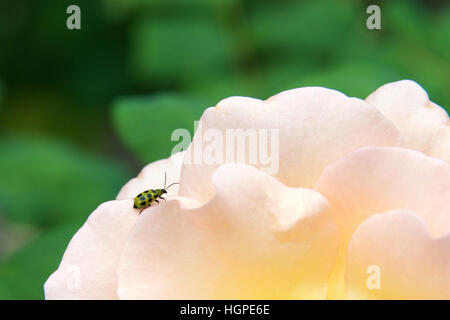 Un cetriolo maculato beetle, Diabrotica undecimpunctata, una forte produzione agricola di insetti parassiti del Nord America visto su una rosa. Nella forma adulta, mangia un Foto Stock