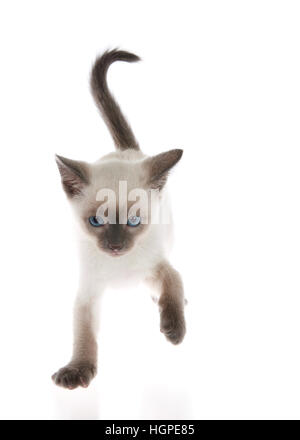 Siamese gattino permanente sulla leggermente la superficie riflettente, una zampa in aria, passeggiate, assomiglia a ballare. Guardando leggermente verso il basso nella parte anteriore del visualizzatore. Iso Foto Stock