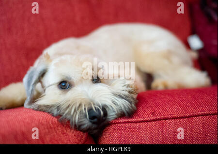 Rivestito di morbida Wheaten Terrier posa sul divano rosso Foto Stock