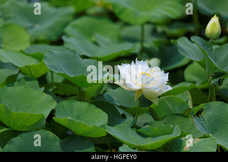 Fiore di Lotus in un boschetto di fogliame Foto Stock