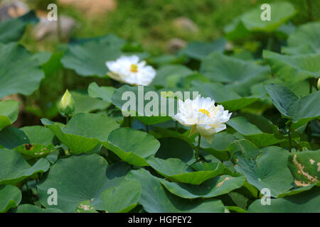 Fiore di Lotus in un boschetto di fogliame Foto Stock