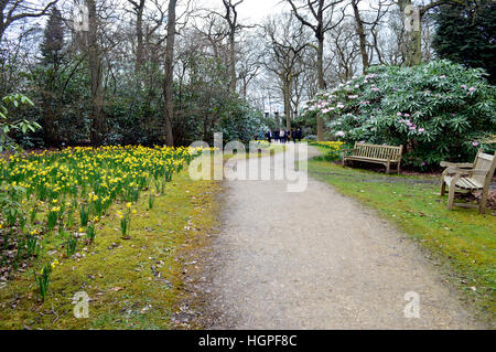 Un gruppo di persone sul percorso con molla gialla Narcisi a RHS Garden Harlow Carr, Harrogate, Yorkshire. England Regno Unito. Foto Stock