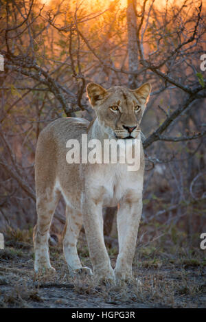 Giovani femmine lion nel selvaggio con sole splendente attraverso la boccola nella massa posteriore Foto Stock