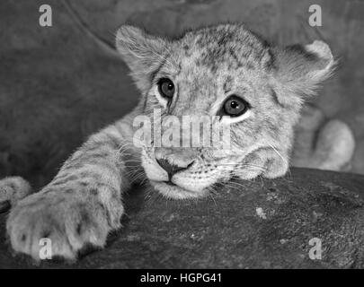 Baby lion closeup in bianco e nero Foto Stock