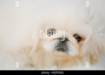 Bianco Pekinese Pekingese Peke cucciolo cucciolo di cane vicino ritratto Foto Stock