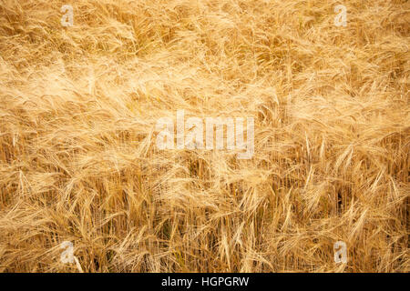 Campo di frumento Foto Stock