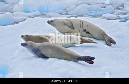 Le guarnizioni Crabeater ( lobodon carcinophagus) su un iceberg, Lemaire Channel, Penisola Antartica Foto Stock